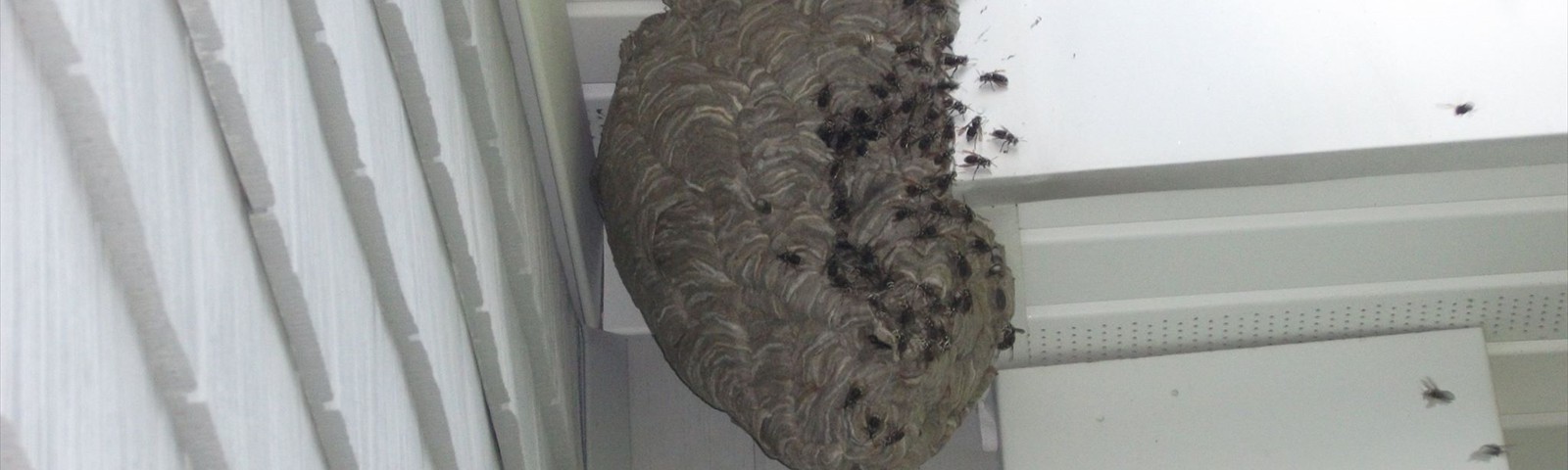 East End Exterminating