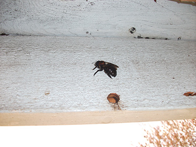 Carpenter bee Services